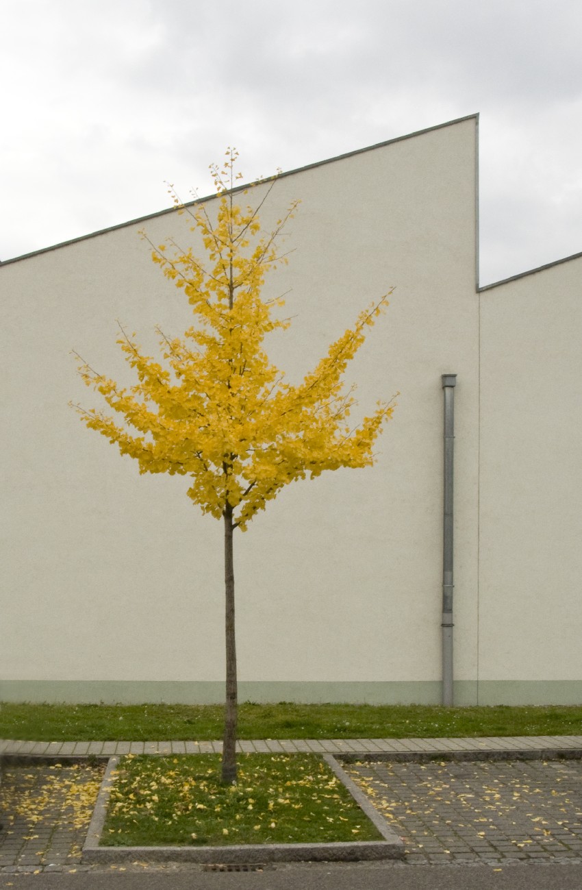 miłorząb